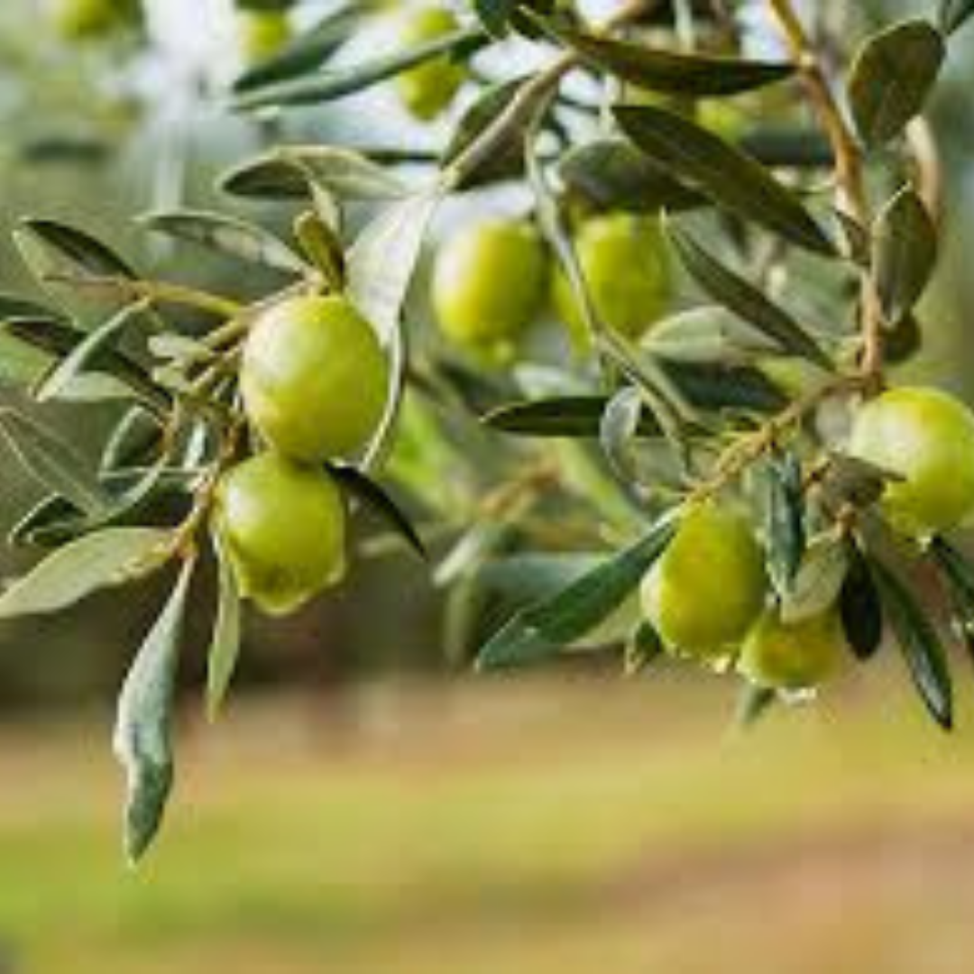 Zeytin Yetiştiriciliği Eğitimi